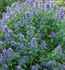 Bartblume ´KEW BLUE´ 20-30 cm, Cont. 2,5 l Produktbild-Vorschau 2