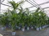 Kentia Premium Palme 160 - 180 cm | bis 10 Pflanzen im Topf Produktbild-Vorschau 6