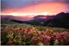 MuchoWow® Poster Blumen - Berge - Landschaft - Nacht - Produktbild-Vorschau 1