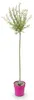 Salix Flamingo - Ø23cm - ↕140-160cm Voir les images du produit 2