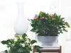 Bloomique - Anthurium - Flamant rose - Rose - Plante Voir les images du produit 2