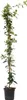 Jaśmin Toskański - Trachelospermum jasminoides - W110-120cm Podgląd zdjęcia produktu 1