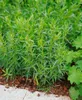 Artemisia dracunculus, Estragon, aromatisch, ca. 9x9 cm Produktbild-Vorschau 10