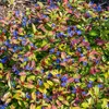 Bloomique - Zestaw 6 szt. - Ceratostigma Plumbaginoides - Podgląd zdjęcia produktu 5