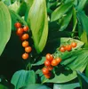 Maiglöckchen, im Topf - Convallaria majalis, weiß Produktbild-Vorschau 12