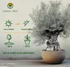 Sunny Tree - Olivenbaum Olea Europea - winterharter Produktbild-Vorschau 2