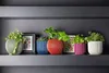 Several potted plants are displayed on a dark shelf. Voir les images du produit