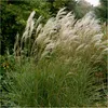Stauden Gänge 3 x Miscanthus sinensis 'Graziella' im 1 Produktbild-Vorschau 1