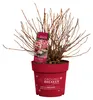 Dehner Bodendecker-Rispenhortensie Groundbreaker® Ruby™, Produktbild-Vorschau 4