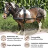 Esposita Einspännergeschirr "Shettyglück" Schwarz Gr. Produktbild-Vorschau 6