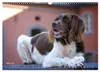 Faszination Jagdhund - Kleiner Münsterländer (Wandkalender Produktbild-Vorschau 8