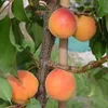 Ungarische Beste Aprikosenbaum - Buschbaum Topfballen Produktbild-Vorschau 2