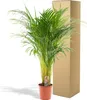 Goldfruchtpalme Areca – Zimmerpflanze Ø21cm – 110cm hoch – Produktbild-Vorschau 5