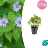 Couvre-sol - Geranium nodosum - Pot de 9cm - Set de 20 Voir les images du produit 1