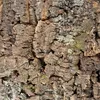 A close-up view of textured tree bark, possibly cork, with patches of moss and lichen. Produktbild-Vorschau