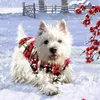 Wandkalender - Wunderbare Hunde-Weihnacht Produktbild-Vorschau 2