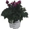 Alpenveilchen Patio Mix FloraSelf Cyclamen persicum Ø 10/11 Produktbild-Vorschau 6