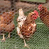 CCLIFE Maschendrahtzaun Wühlmausgitter Geflügelnetz , Produktbild-Vorschau 5