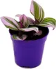 Mini-roslina - trójkwiat - Tradescantia "Nanouk" - latwa w Podgląd zdjęcia produktu 1