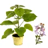 Paulownia "Nordmax 21" Blauglockenbaum im 15 cm Topf Produktbild-Vorschau 1