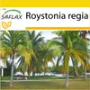 SAFLAX Kultivačný set - Kubánska kráľovská palma - Náhľad obrázku produktu 7