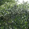 Trachelospermum Jasminoides - Toskanischer Jasmin - Rosa - Produktbild-Vorschau 3