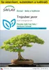 SAFLAX Kultivační sada - Trojzubec javor - Acer Náhled obrázku produktu 1