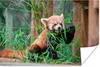 MuchoWow® Poster Roter Panda - Bambus - Grün 180x120 cm - Produktbild-Vorschau 1
