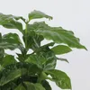 Kaffeepflanze - 2 Stk - Coffea arabica - Höhe 25-40cm - Produktbild-Vorschau 3