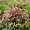 Leucothoe Makijaz - Brun - 2 Plantes - Feuillage persistant Voir les images du produit 5
