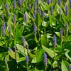 Bloomique - Lot de 3 Plantes de Bassin - Pontédérie - Voir les images du produit 4