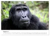 UGANDA - Berggorillas & Chimps (Wandkalender 2027 DIN A4 Produktbild-Vorschau 10