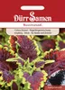 Buntnessel | Buntnesselsamen von Dürr Samen Produktbild-Vorschau 3