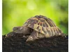 Floragard Schildkrötensubstrat 50 L Produktbild-Vorschau 3