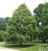 A large, leafy tree stands in a park-like setting with a paved path in the foreground. Produktbild-Vorschau