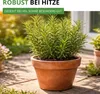 Rosmarin Mehrjährig Samen - Rosmarinus officinalis - Produktbild-Vorschau 7