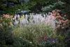 Stauden Gänge 1 x Miscanthus sinensis 'Purpurascens' im XXL Produktbild-Vorschau 2