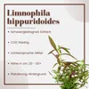 Aquarium Pflanze Limnophila hippuridoides AquaOne Nr.047C Produktbild-Vorschau 2