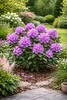 Rhododendron Catawbiense Purple 15–20 cm – wiecznie zielony Podgląd zdjęcia produktu 4