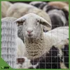 Volierendraht - 50x50x2,0mm - 25m - Wetterfest  Produktbild-Vorschau 10