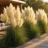 Stauden Gänge 5 x Cortaderia selloana 'White' im 1 Liter Produktbild-Vorschau 2