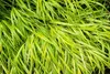 A close-up view of variegated grass blades. Produktbild-Vorschau