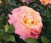Dehner Rose Edelrose Augusta Luise®, Züchter Tantau, Produktbild-Vorschau 1