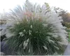 Stauden Gänge 3 x Miscanthus sinensis 'Yaku Jima' im 1 Produktbild-Vorschau 1