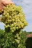 Vitis vinifera Gelber Augusteller - Weintraube Gelber Produktbild-Vorschau 2