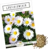 Gänseblümchen Samen (Bellis perennis) - Zarte Blumen mit Produktbild-Vorschau 1