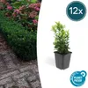 Couvre-sol - Fusain rampant - Euonymus japonicus 'Green Voir les images du produit 3