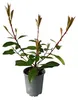 GreenboutiQ - Heckenpflanzen - Photnia fraseri Red Robin - Produktbild-Vorschau 2