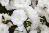 Rhododendron obtusum 'Schneeperle', weiß, 15–20 cm Produktbild-Vorschau 4