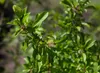 Prunus spinosa, Schlehdorn, 60–100 cm, dornig, heimisch Produktbild-Vorschau 1